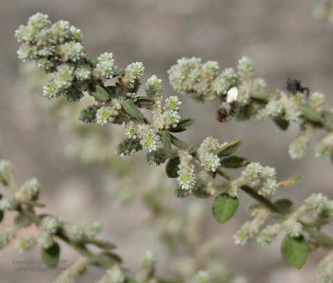 Aerva Lannata