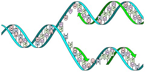 DNA Replication