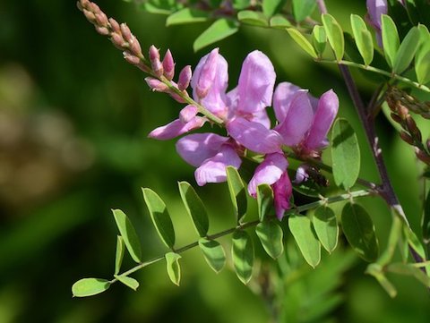 Indigofera tinctoria